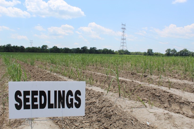 Sugarcane seedlings in a field.